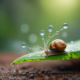 Snail creating chemical trail on leaf showing animal communication without