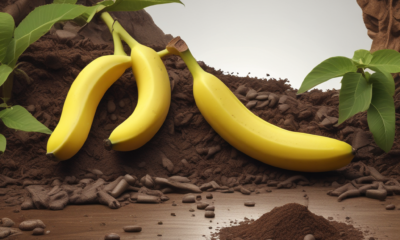 Heavy metals in food contamination showing bananas and cocoa absorbing